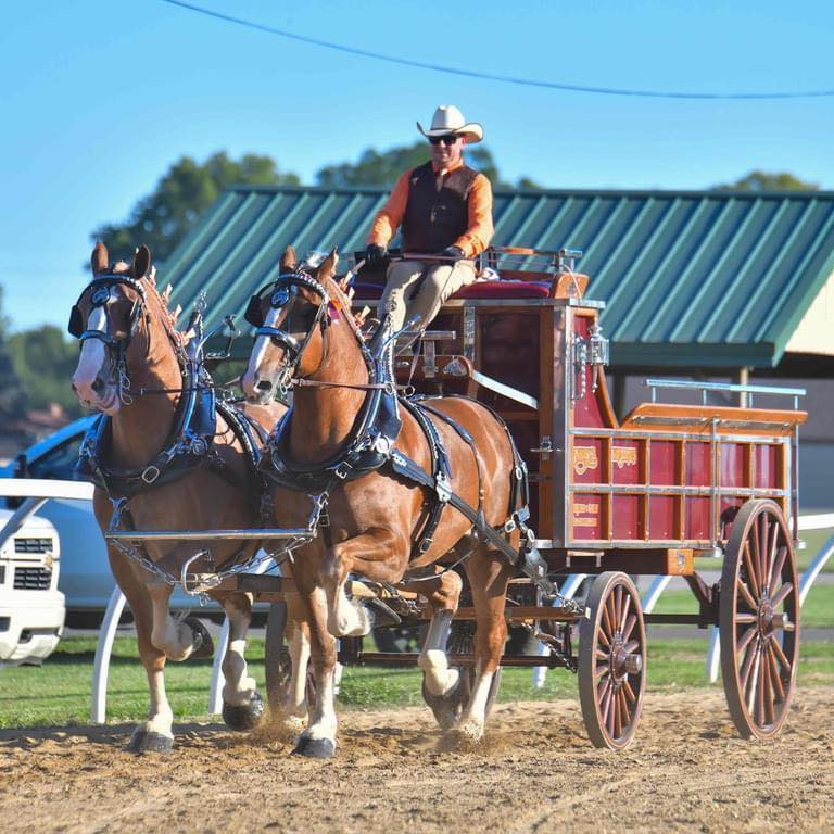 Berry`s Belgians - Illinois, Belgian Draft Horse Breeder